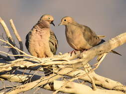 Image of American Mourning Dove