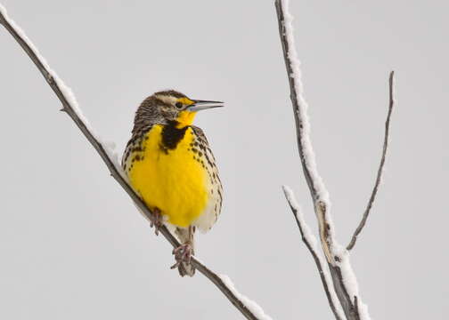 Image of Western Meadowlark