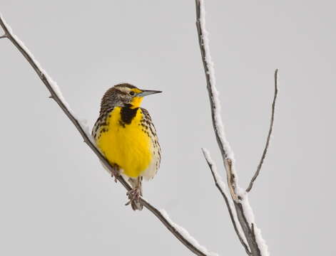 Image of Western Meadowlark