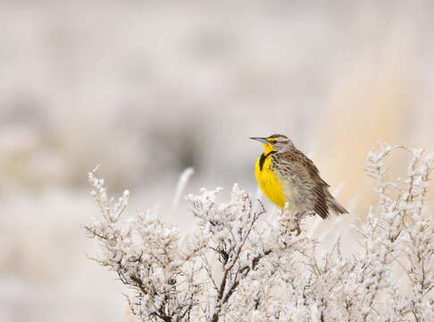 Image of Western Meadowlark