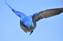 Image of Mountain Bluebird