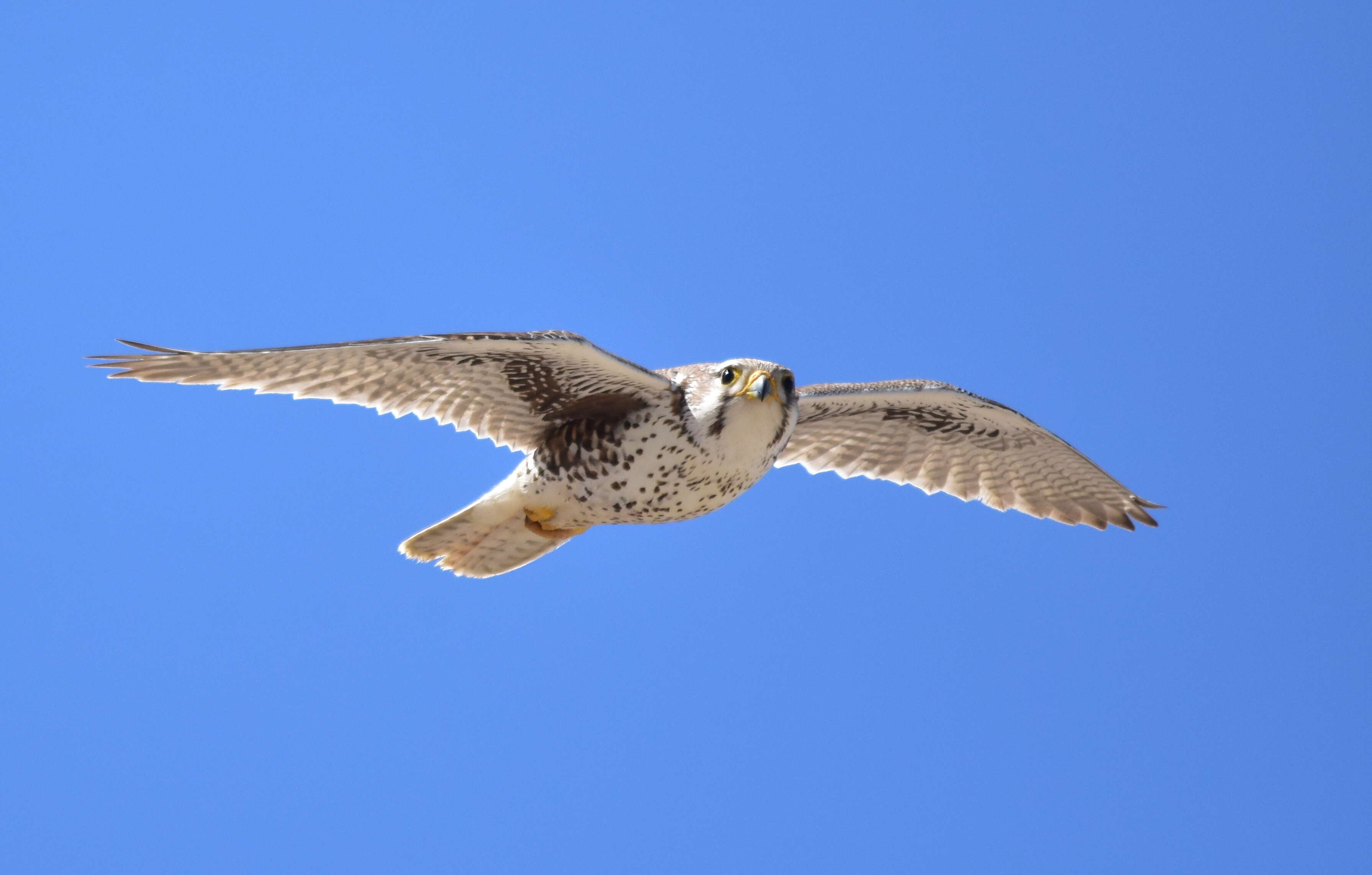 Image of Prairie Falcon