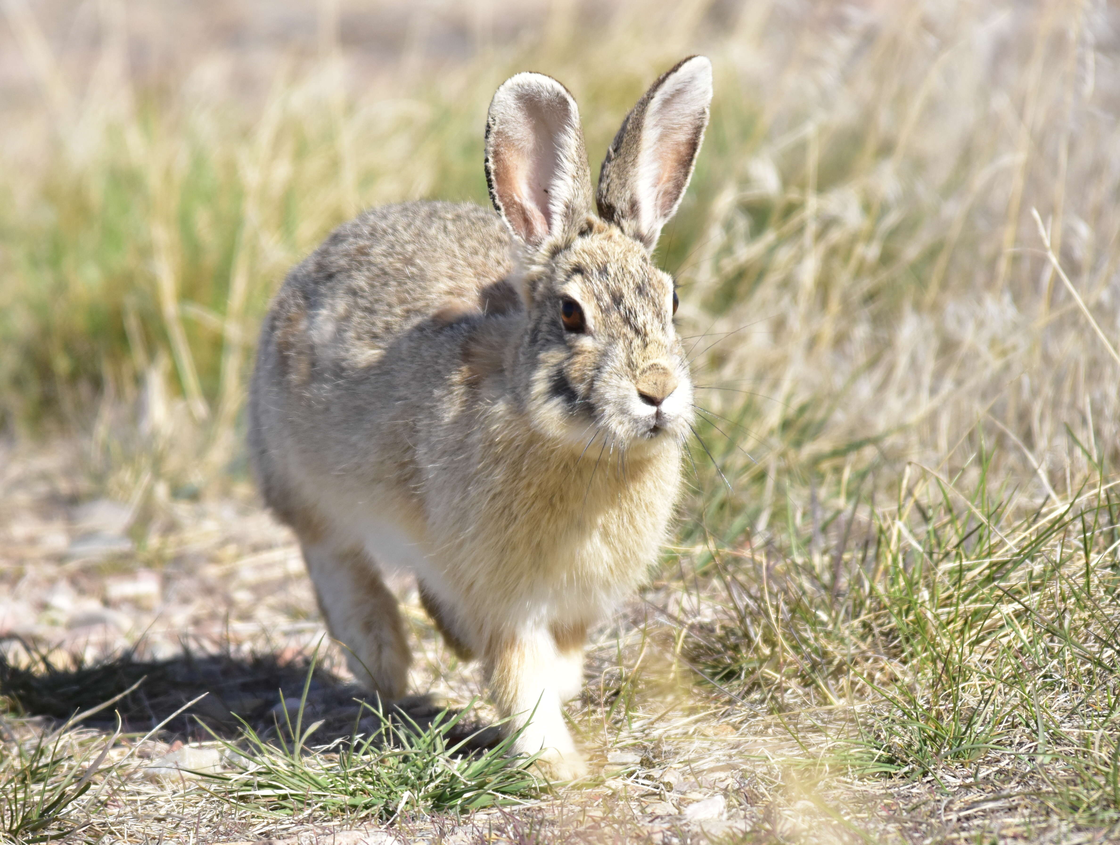 Image of Mountain Cottontail