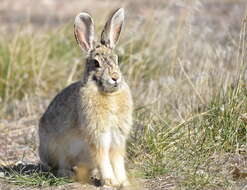 Image of Mountain Cottontail