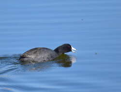 Image of Fulica Linnaeus 1758