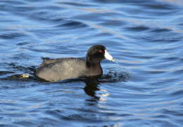 Image of Fulica Linnaeus 1758