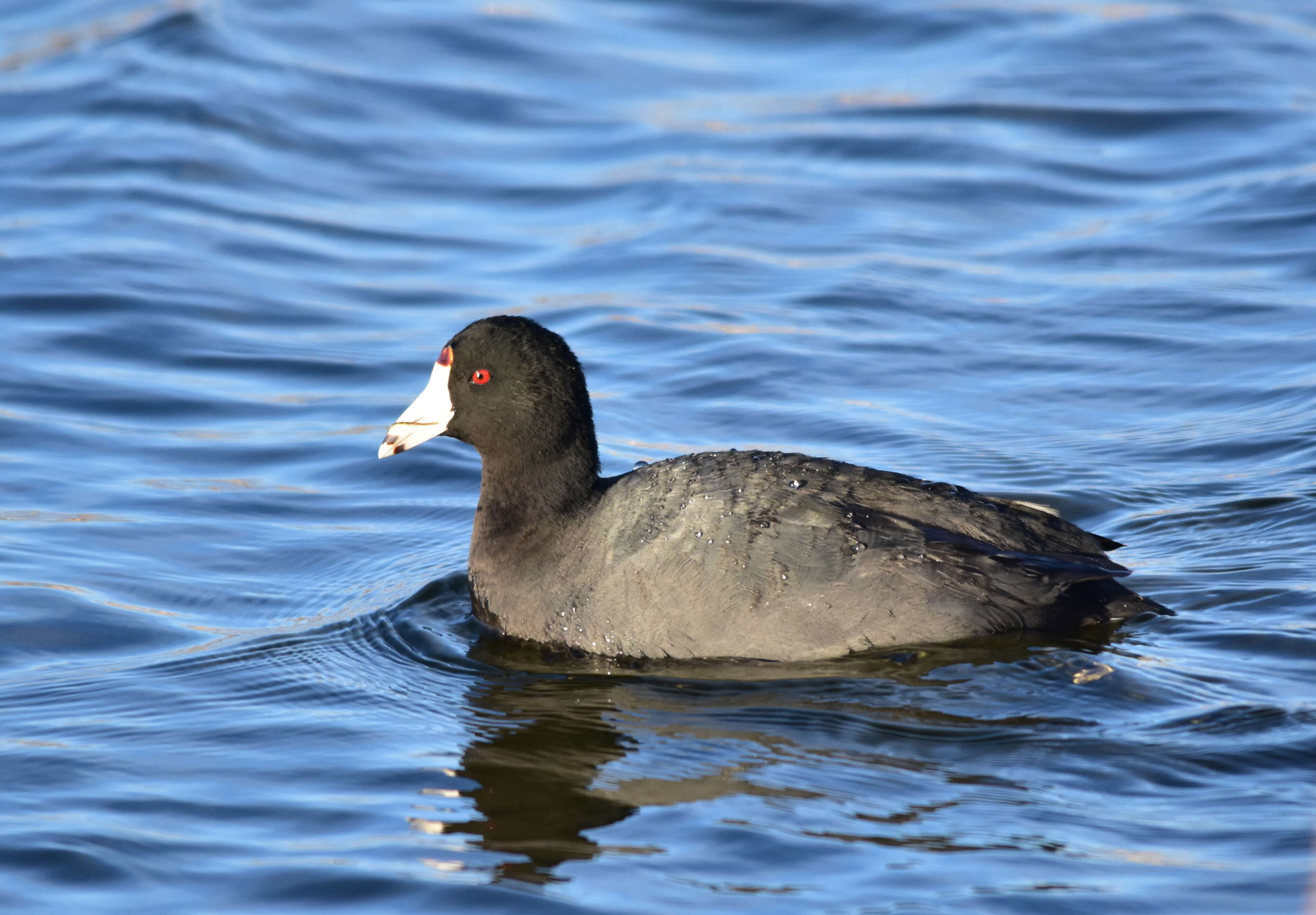 Image of Fulica Linnaeus 1758