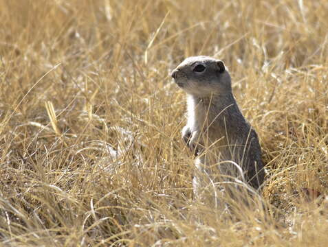 Image of Uinta ground squirrel