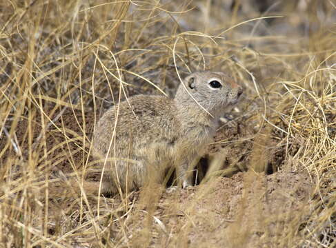 Image of Uinta ground squirrel