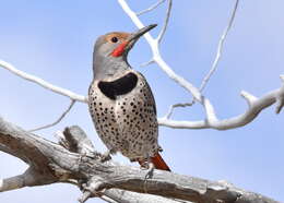 Image of Northern Flicker