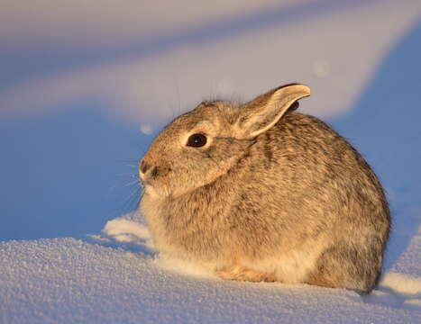 Image of Mountain Cottontail