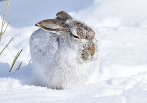 Imagem de Lepus townsendii Bachman 1839