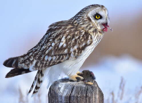 Image de Hibou des marais