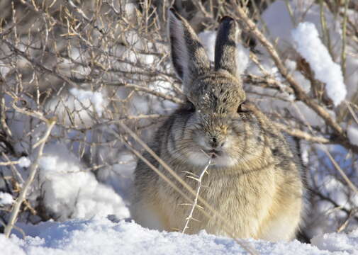 Image of Mountain Cottontail