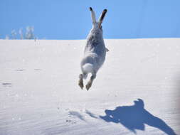 Lepus townsendii Bachman 1839 resmi