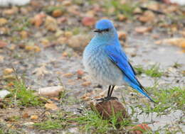 Image of Mountain Bluebird