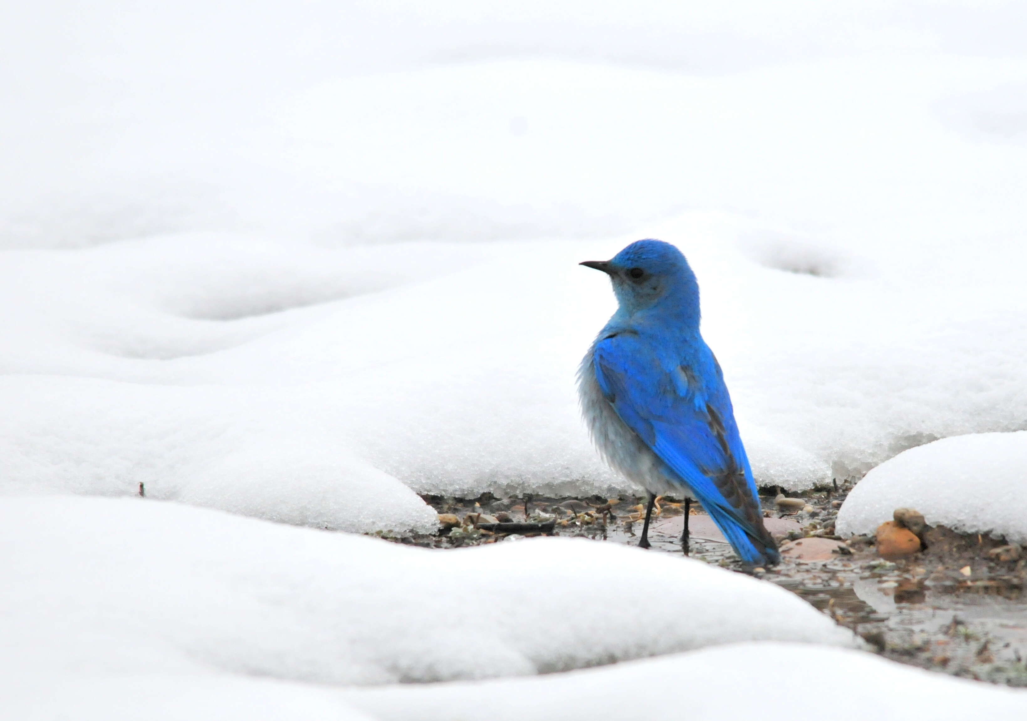 Image of Mountain Bluebird