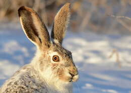 Lepus townsendii Bachman 1839 resmi