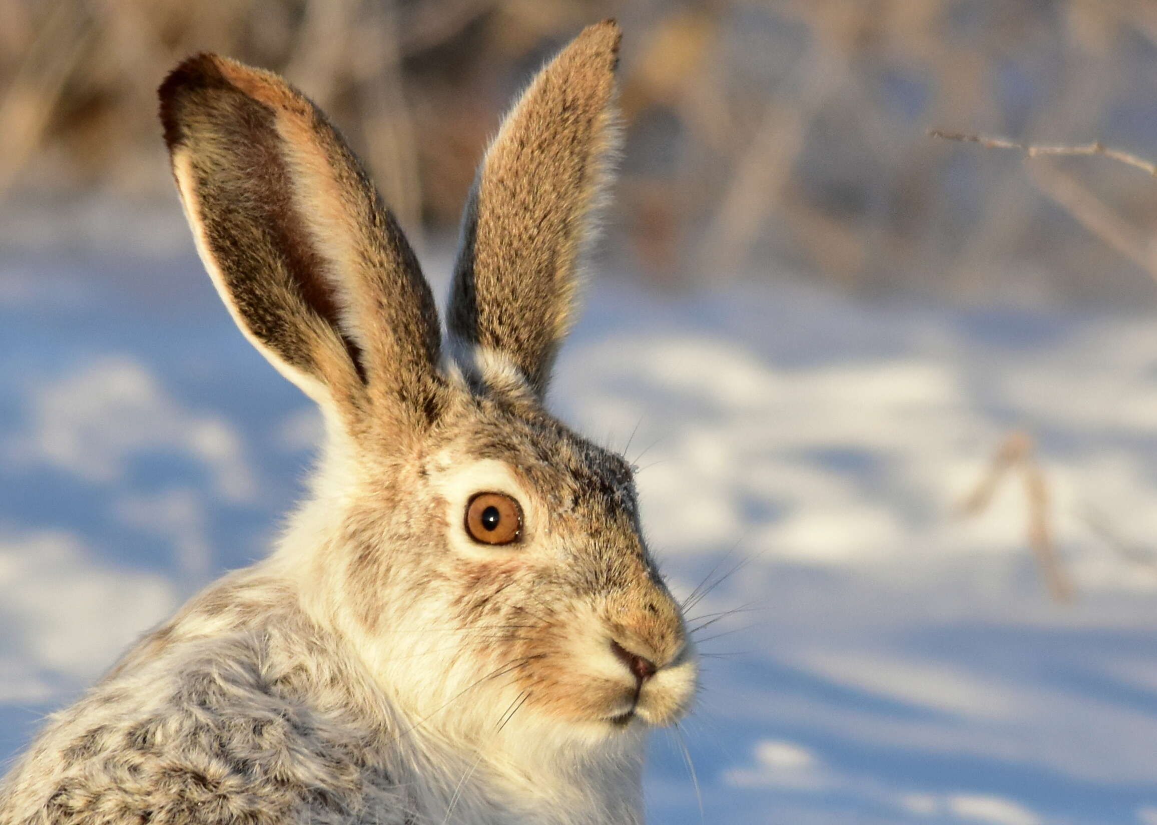 Image of White-tailed Jackrabbit