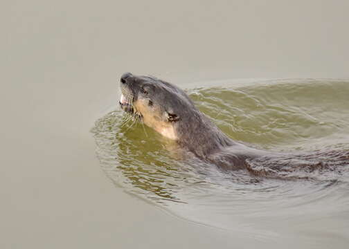 Image of Otter sp.