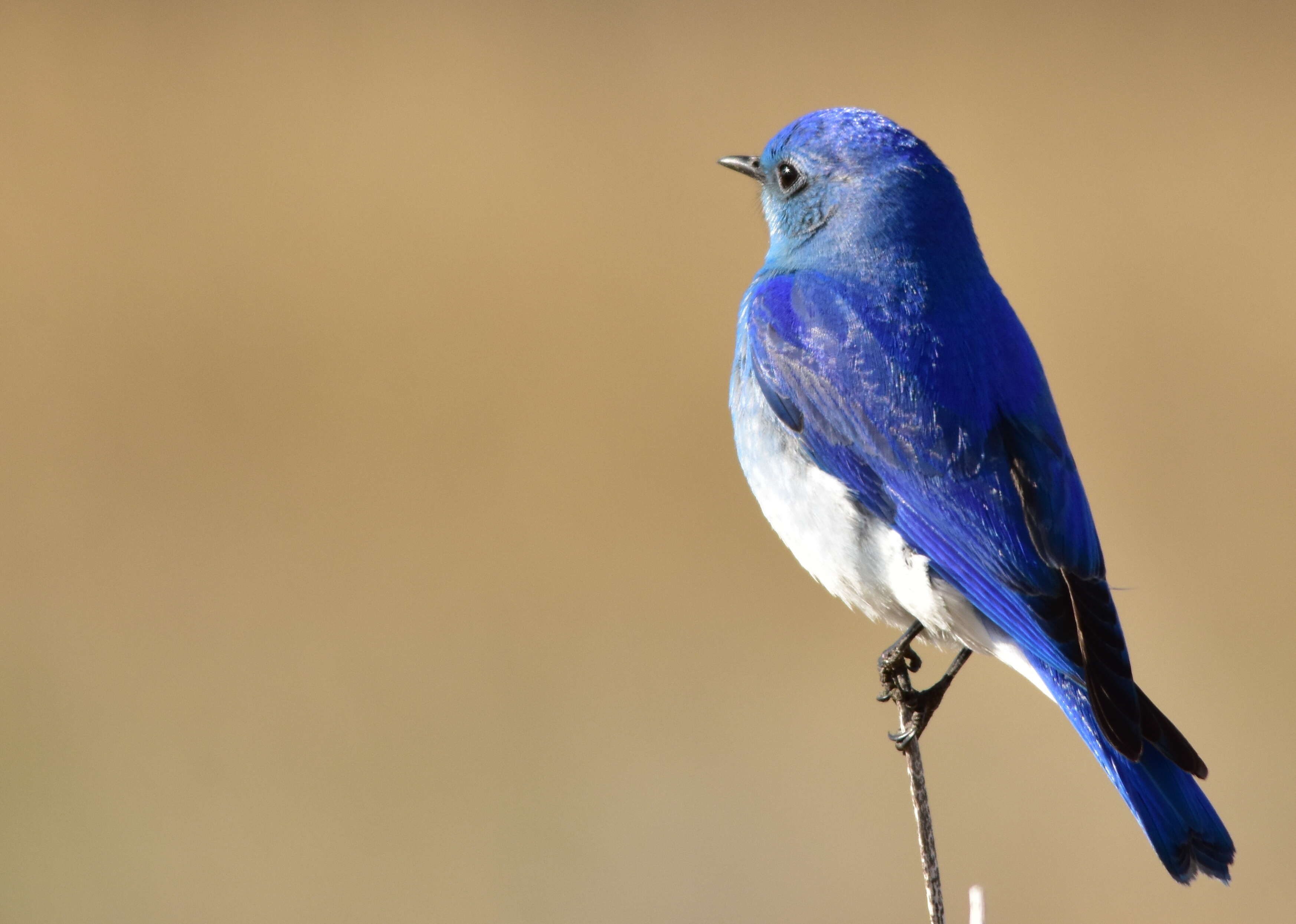 Image of Mountain Bluebird