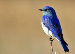 Image of Mountain Bluebird