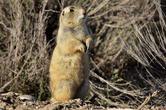 Image of White-tailed Prairie Dog