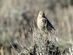 Image of Oreoscoptes Baird & SF 1858