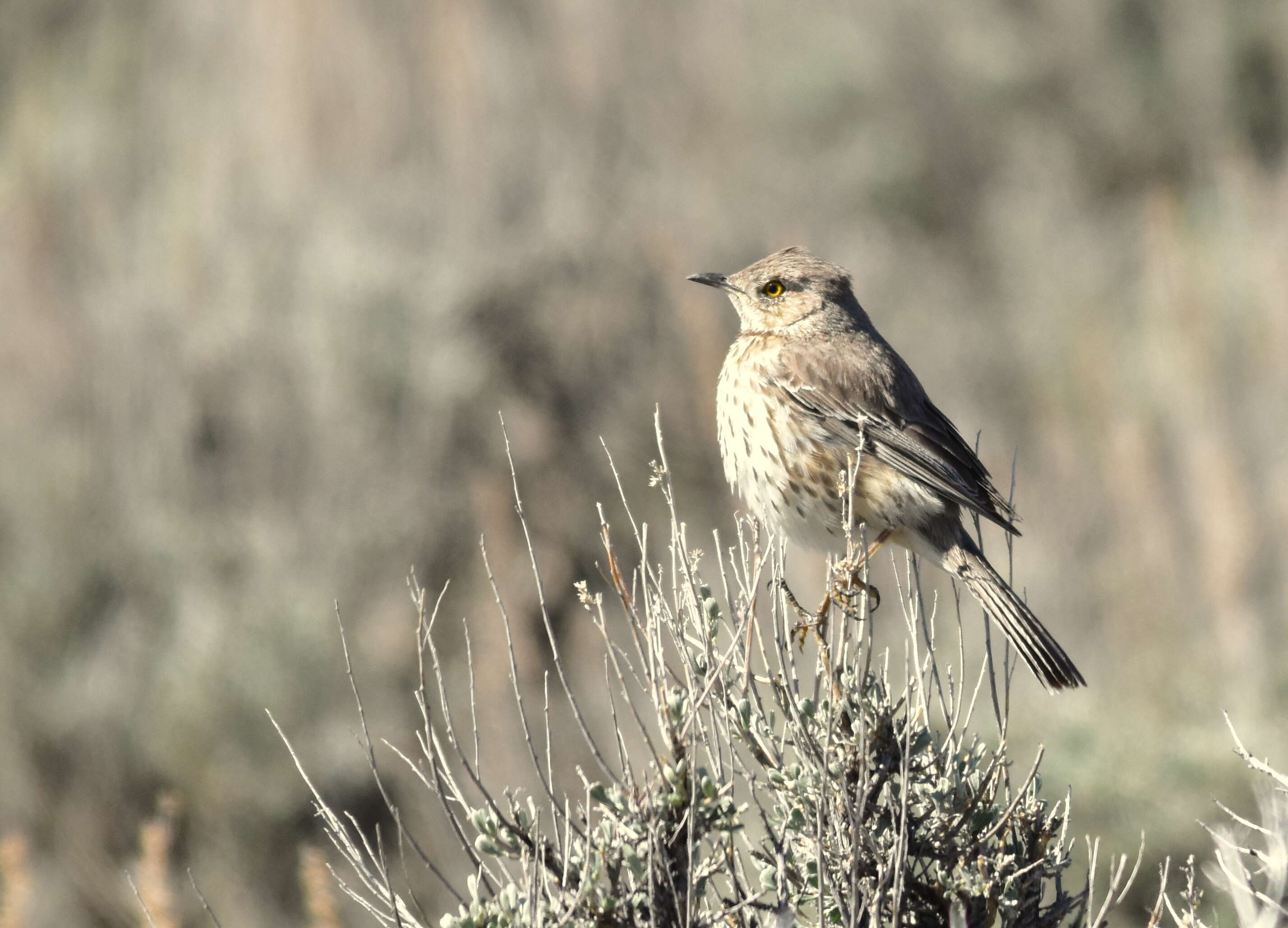 Plancia ëd Oreoscoptes Baird & SF 1858