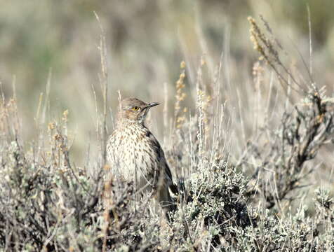 Image of Oreoscoptes Baird & SF 1858