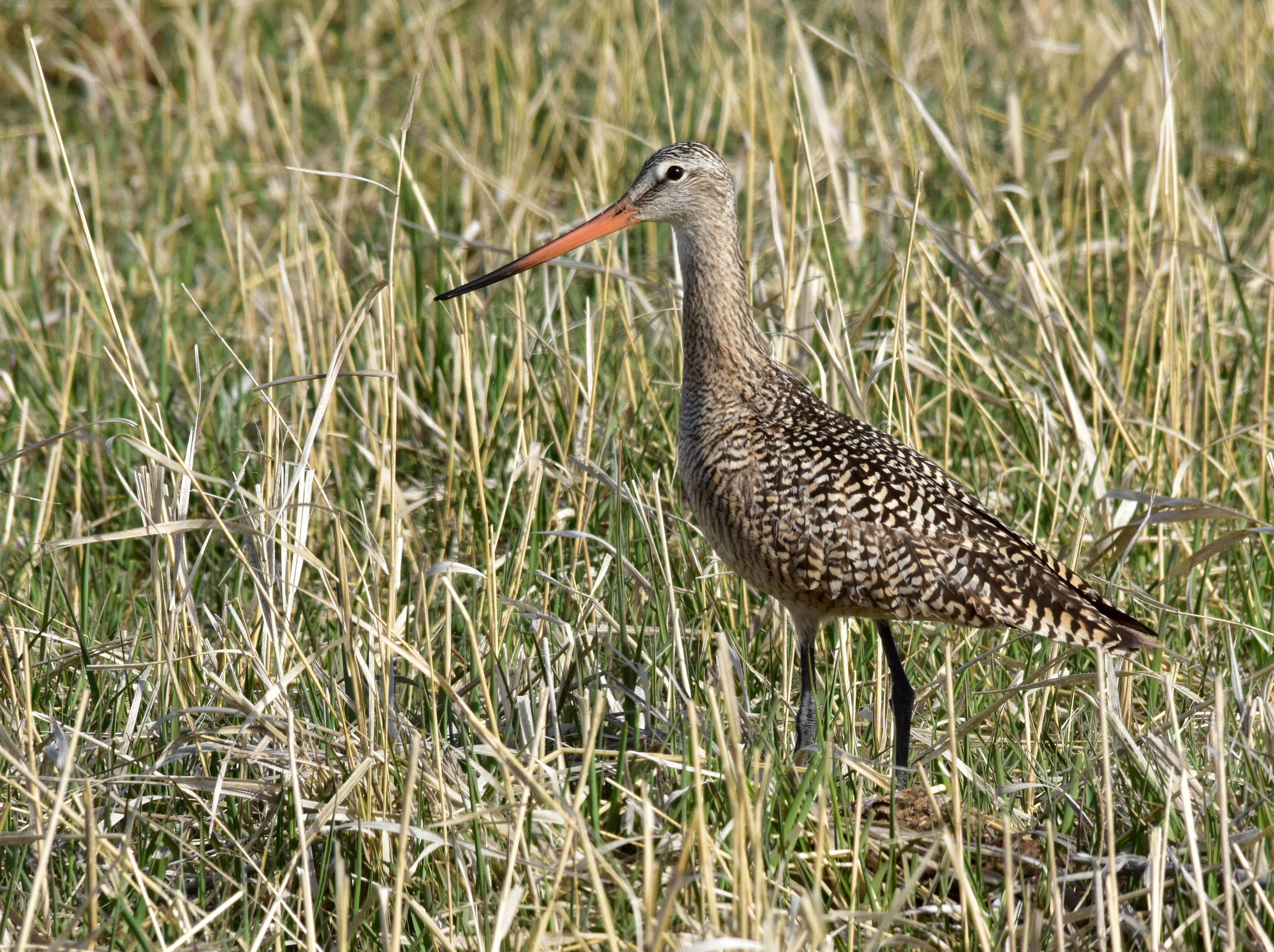 Image of Marbled Godwit