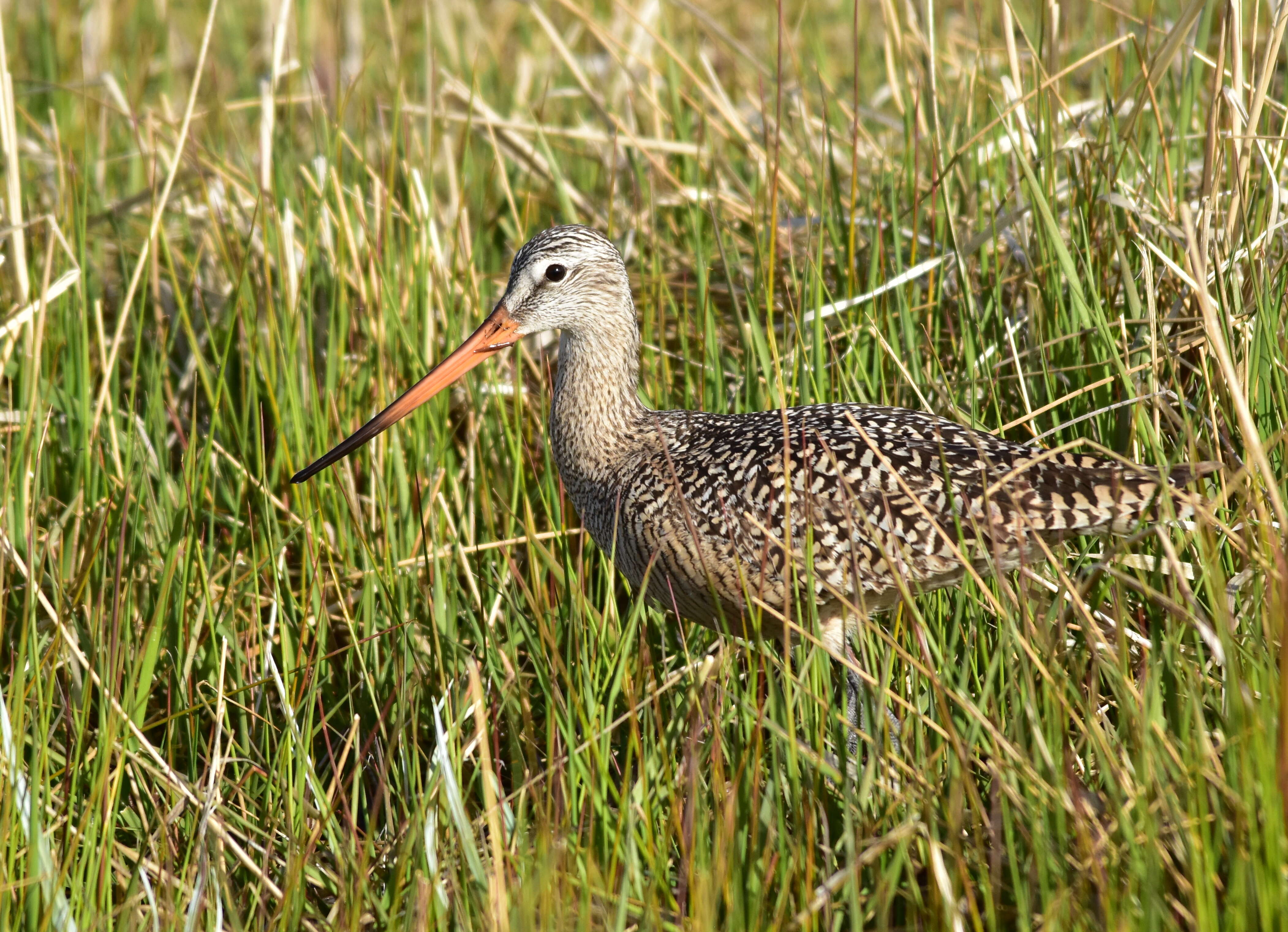 Image of Marbled Godwit