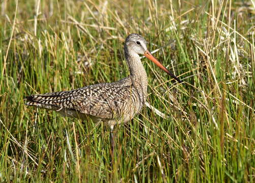 Image of Marbled Godwit