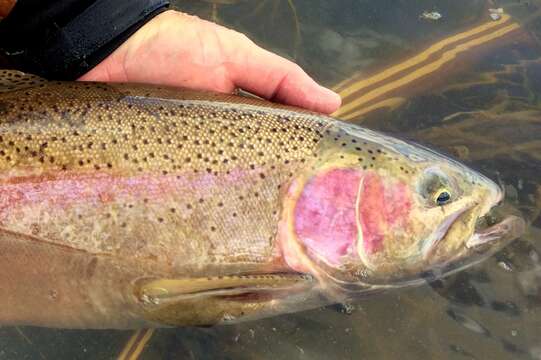 Image of Rainbow Trout