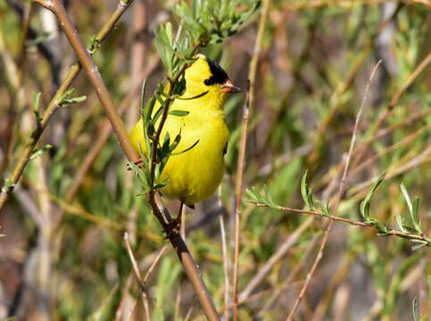 Imagem de Spinus tristis (Linnaeus 1758)