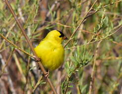 Image of American Goldfinch