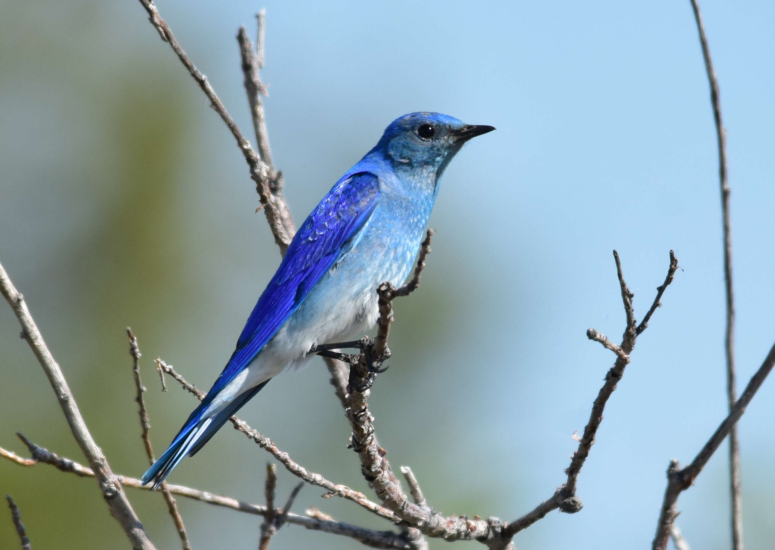 Image of Mountain Bluebird