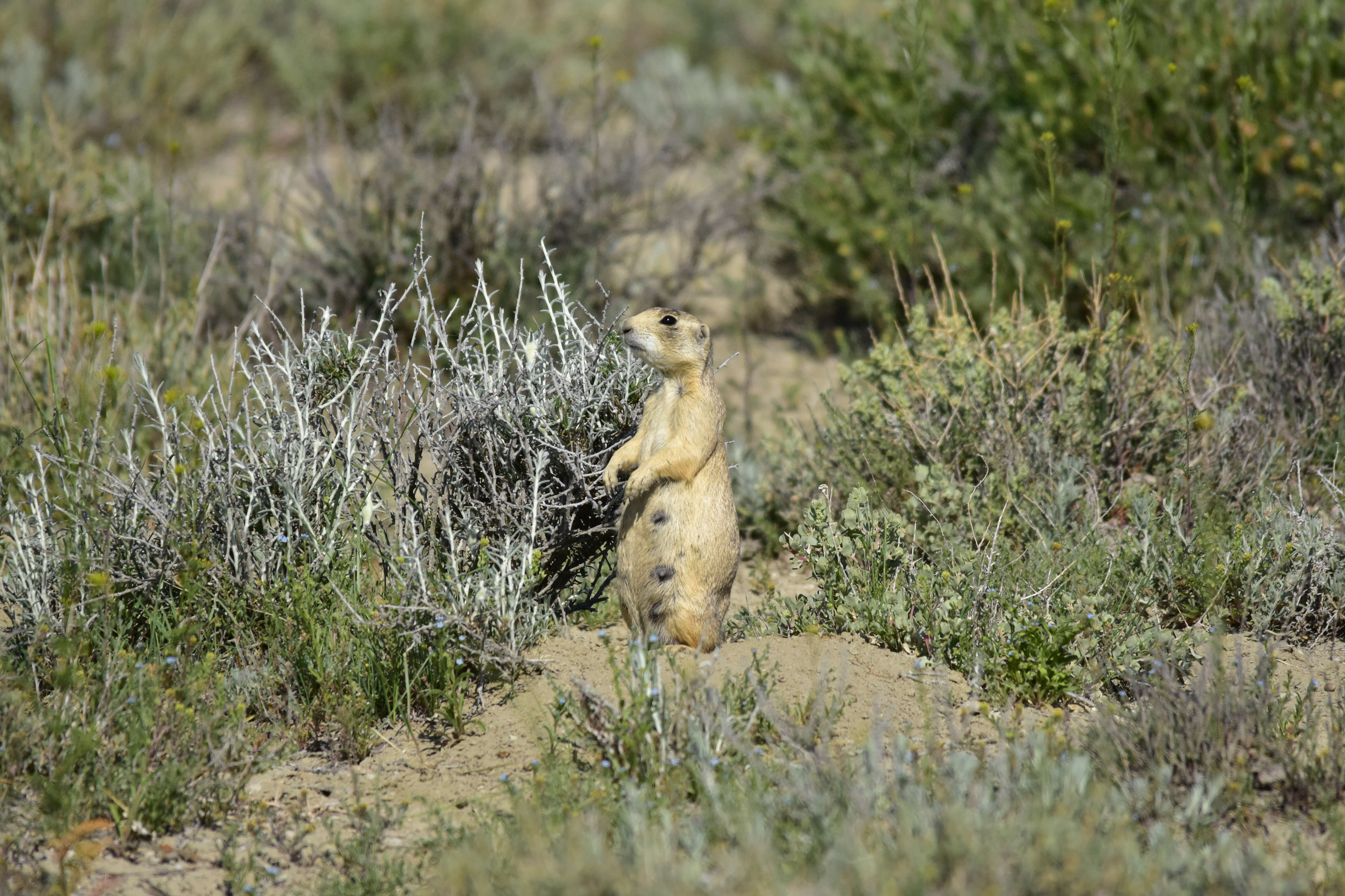 Image of White-tailed Prairie Dog