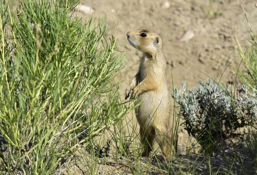 Image of White-tailed Prairie Dog