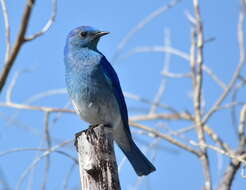 Image of Mountain Bluebird