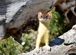 Image of Long-tailed Weasel