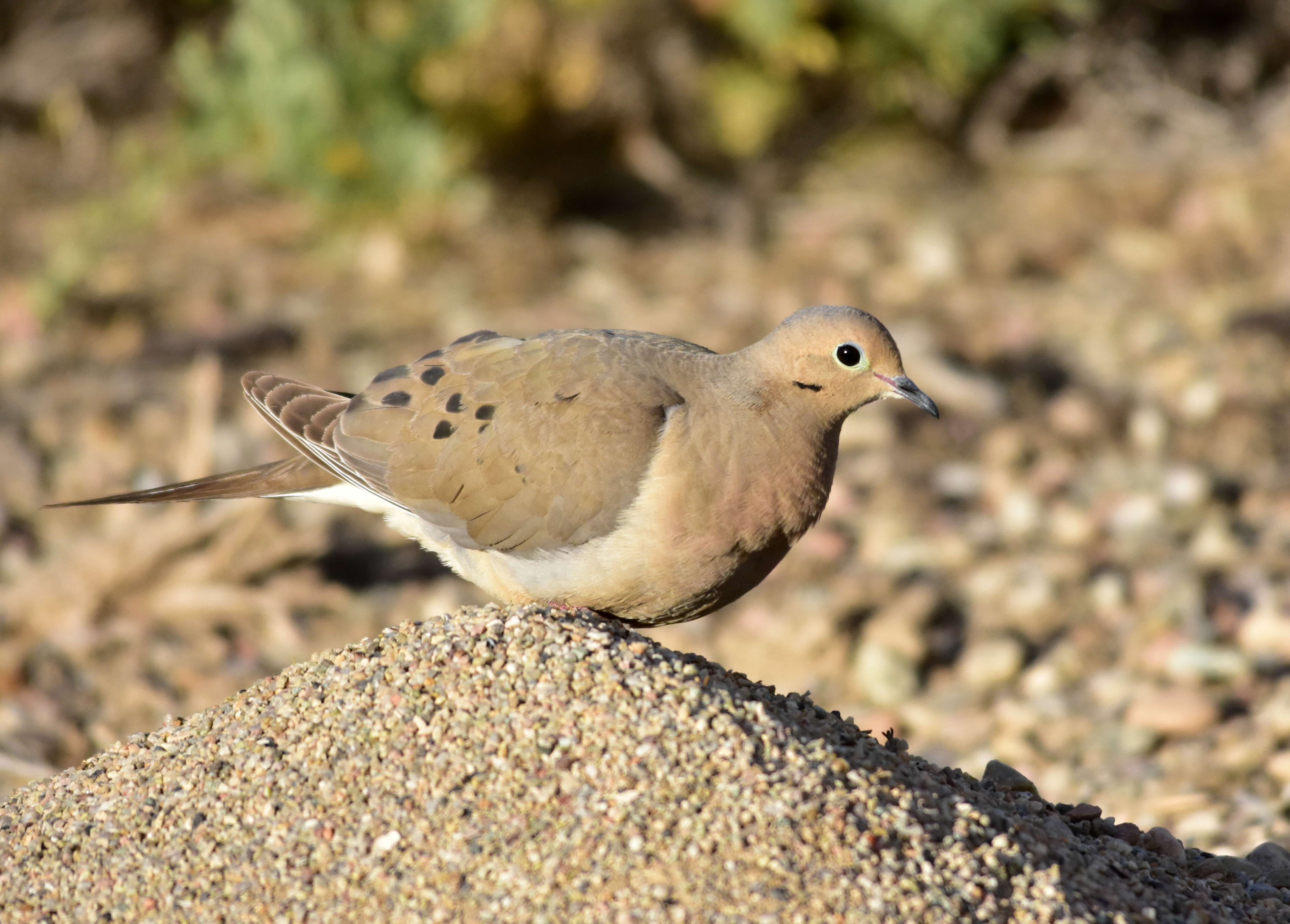 Image of American Mourning Dove