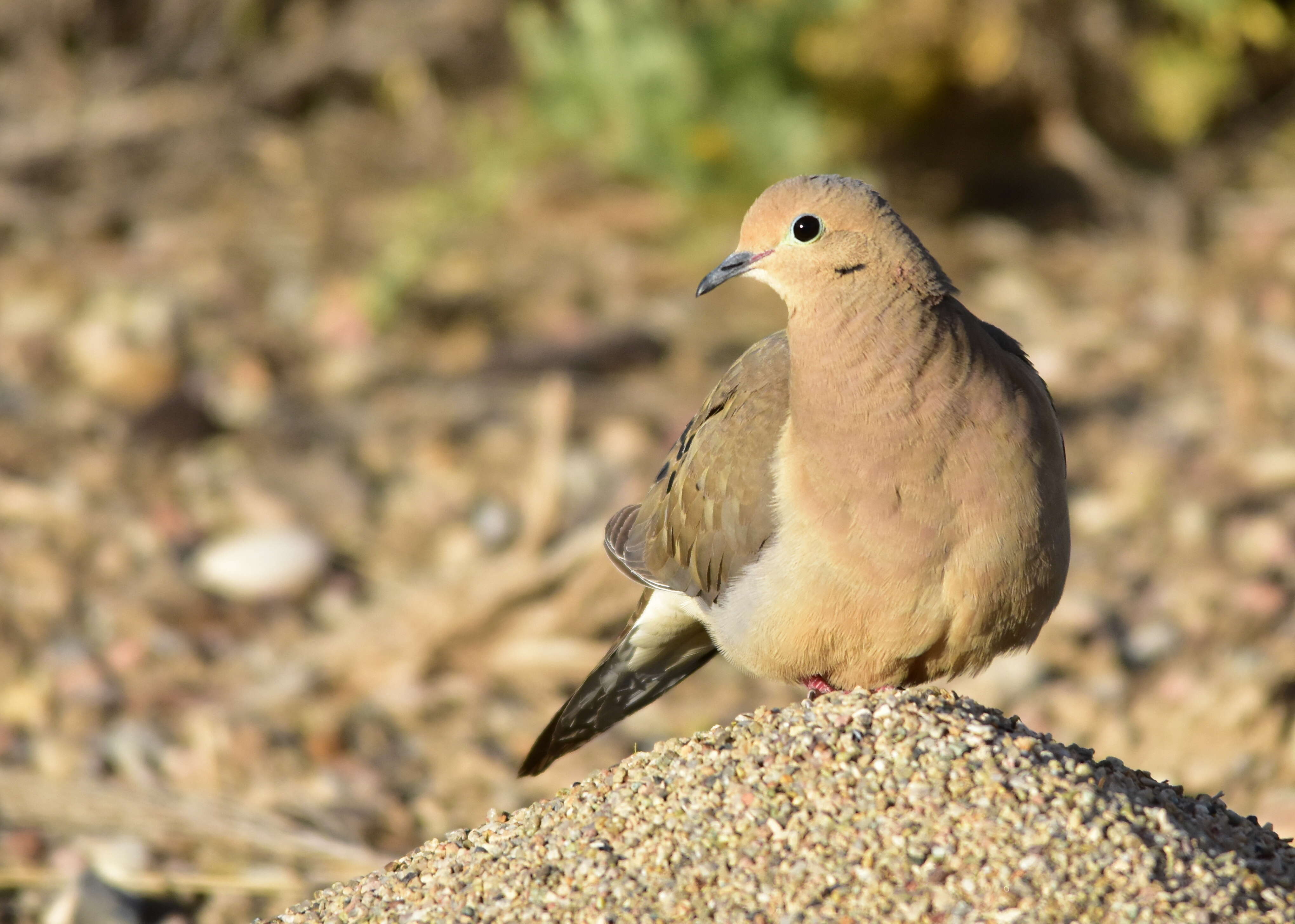 Image of American Mourning Dove