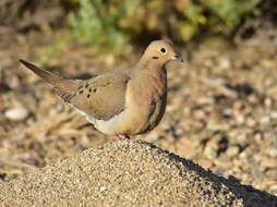 Image of American Mourning Dove