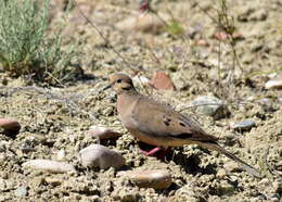 Image of American Mourning Dove