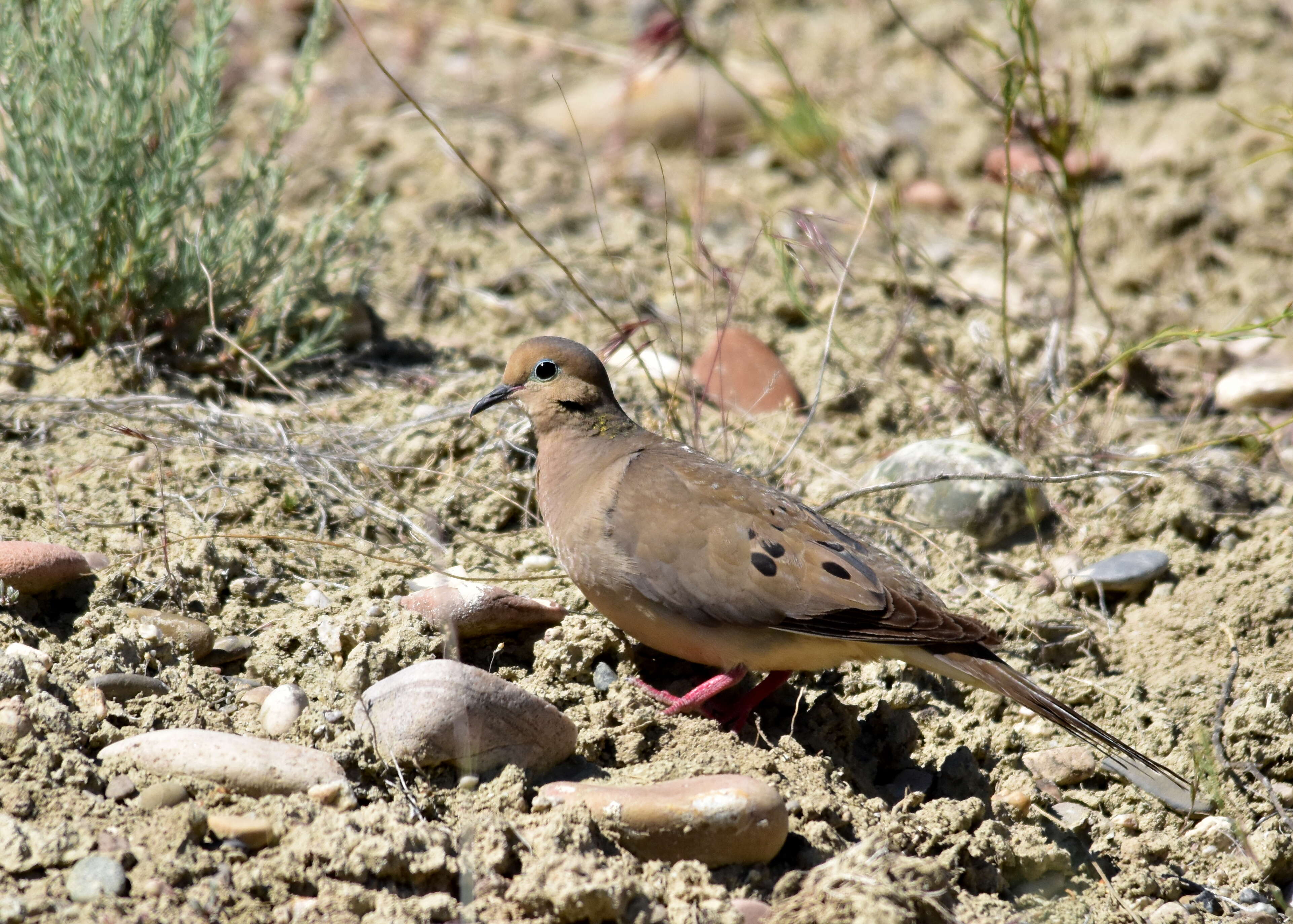 Image of American Mourning Dove