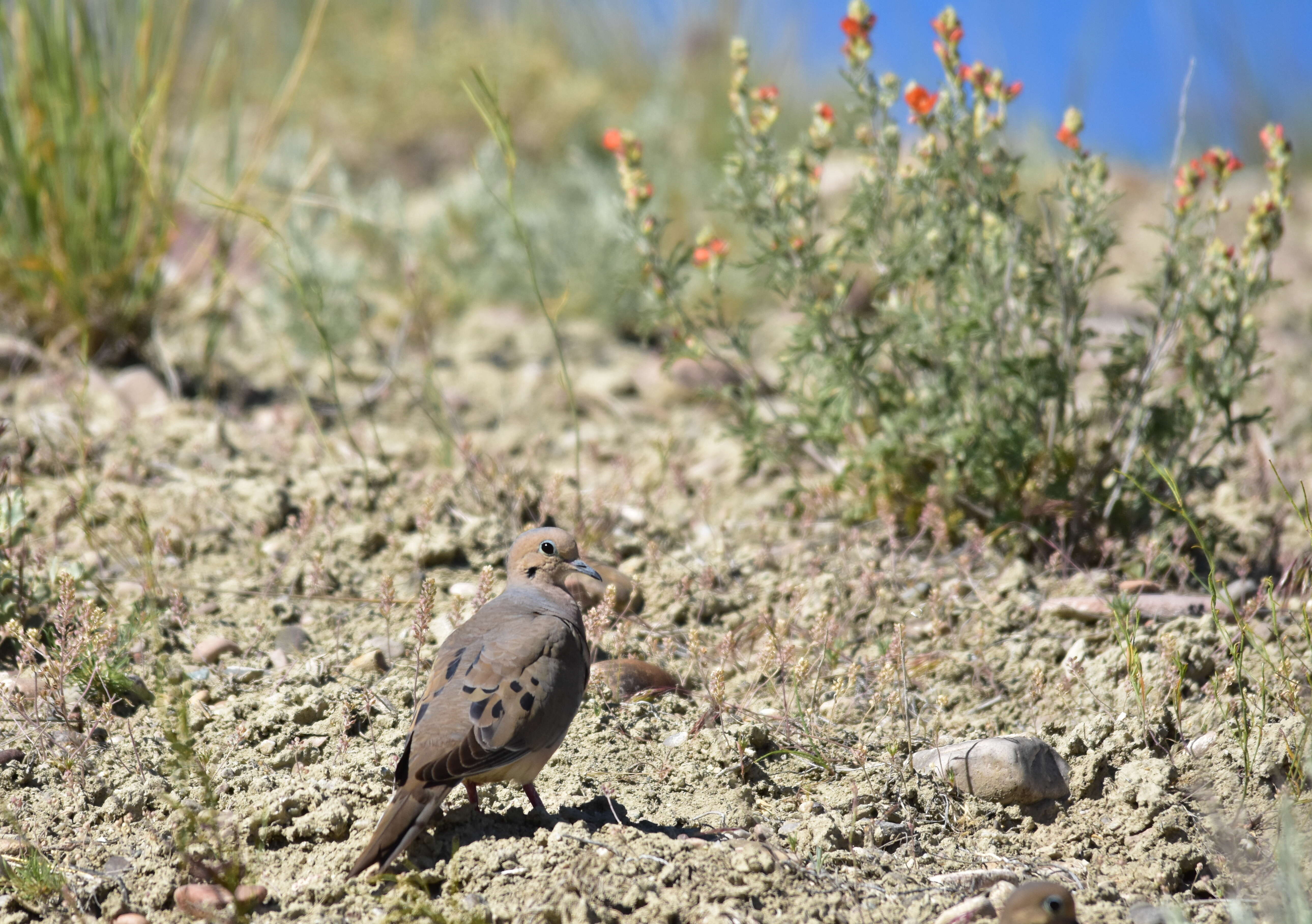 Image of American Mourning Dove