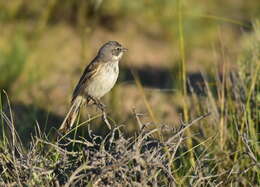 Image of Sagebrush Sparrow