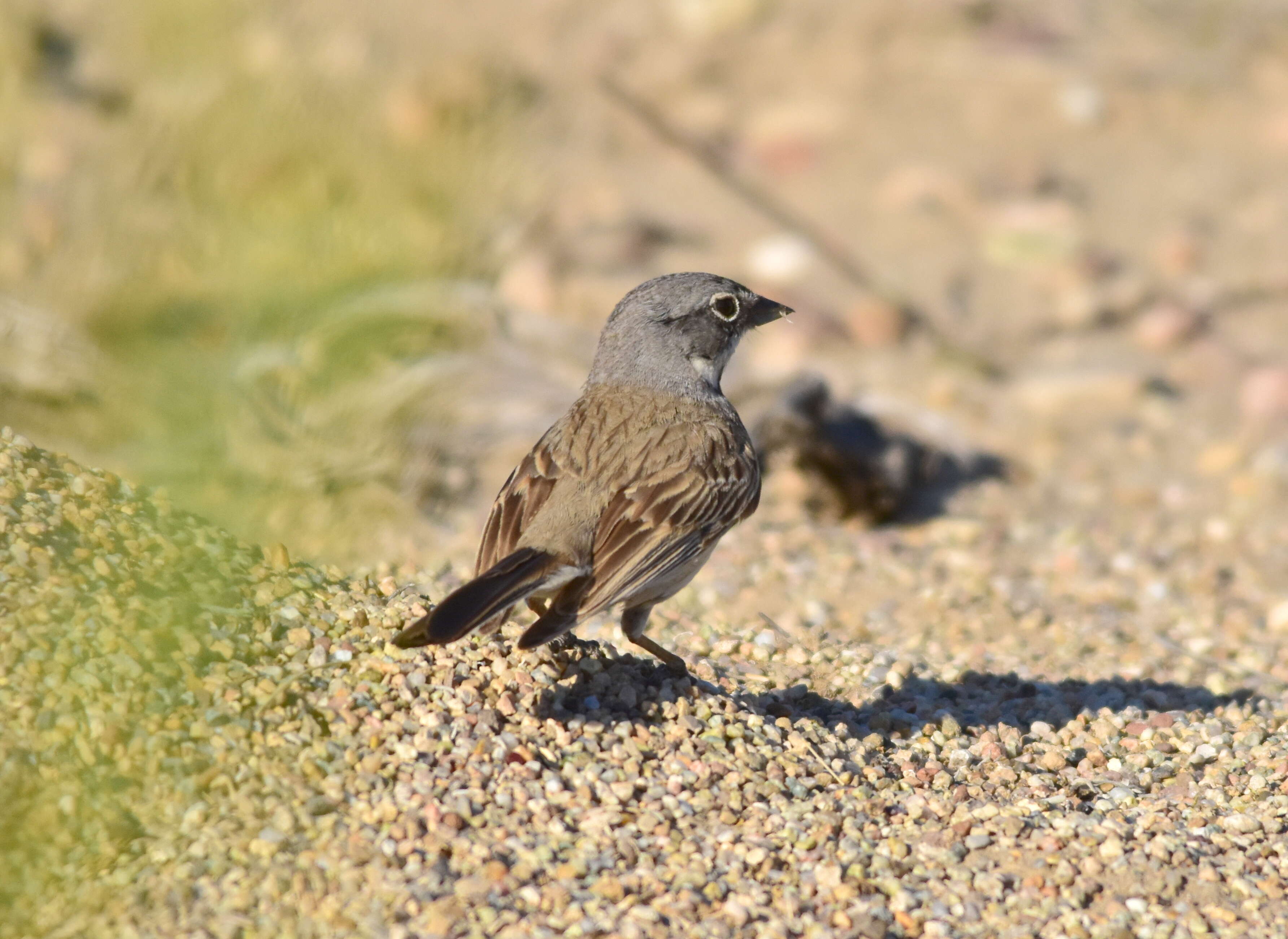 Image of Sagebrush Sparrow