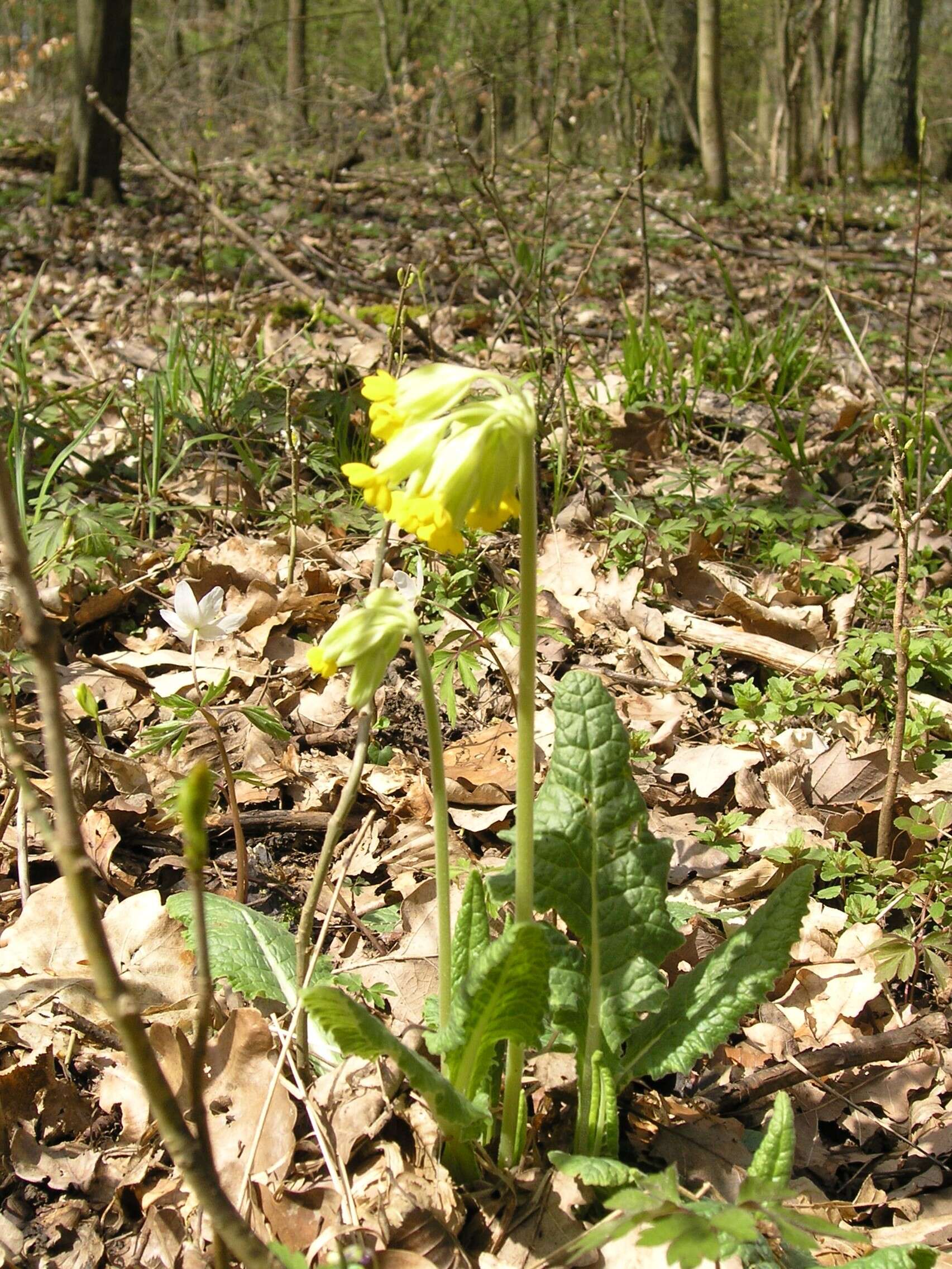 Image of oxlip